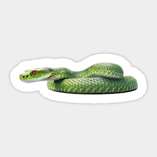 Green Tree Python Awaits Sticker